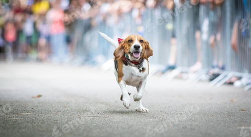 Preview: cute dog running at dog speed race