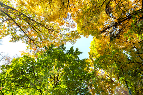 Preview: Perspective up view of autumn forest with bright orange and yellow leaves.
