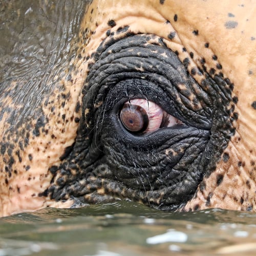 Preview: beautiful Indian elephant bathing in water, close-up view