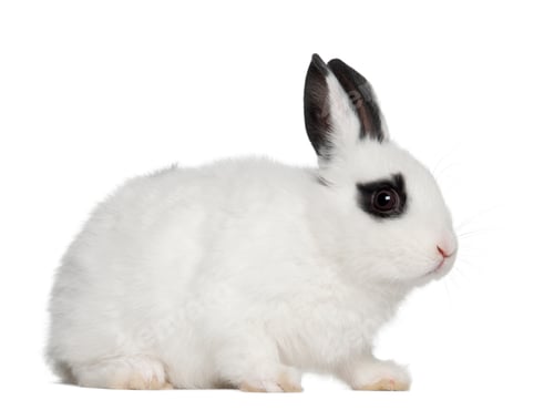 Preview: Young Dalmatian rabbit, 3 months old, against white background