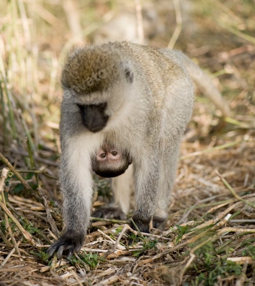 Preview: Monkey