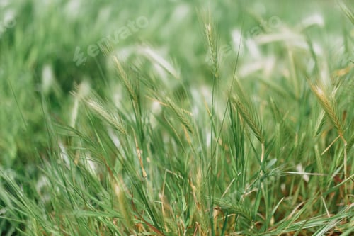 Preview: Fresh grass against green background. Spring time