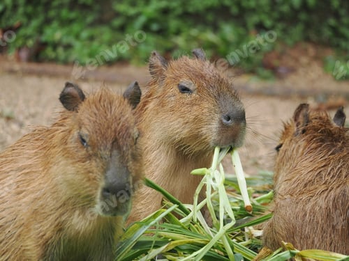 Vorschau: Capibara