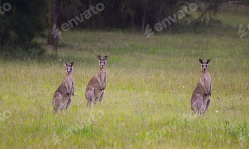 Preview: Kangaroos on high alert!