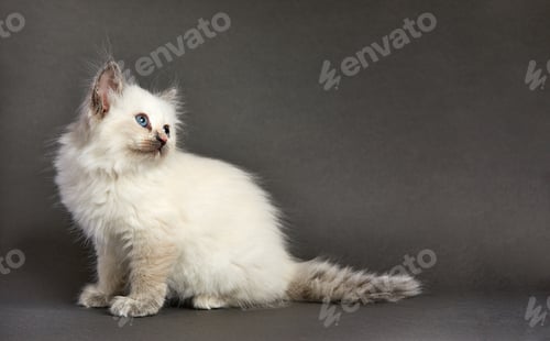 Preview: A small fluffy white kitten on a gray background, the kitten looks to the side while sitting on a