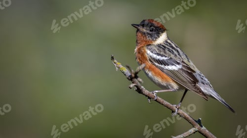 Preview: Bay-breasted Warbler perched on a tree branch