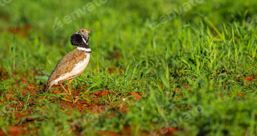Preview: Little Bustard, Spain