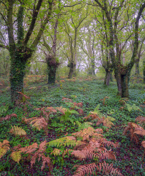 Preview: Chestnut forest with the ground covered with ivy and ferns