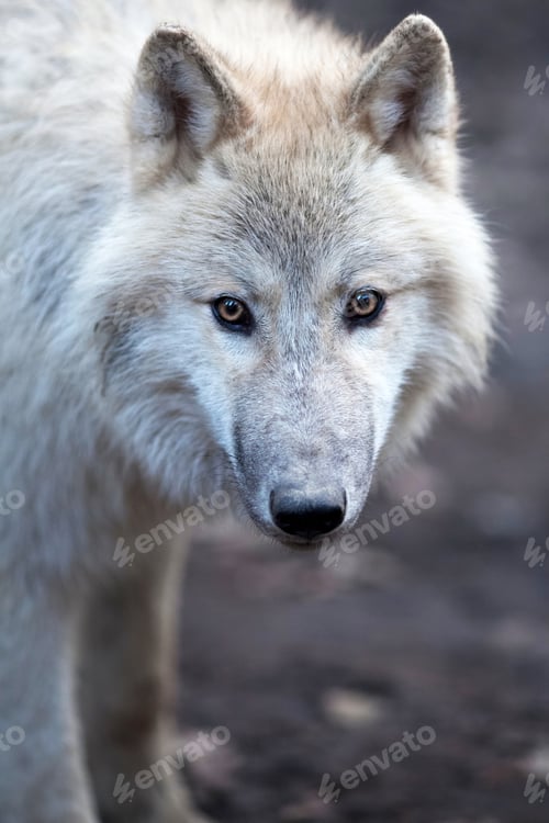 Preview: Close up view of a male wolf (Canis lupus)