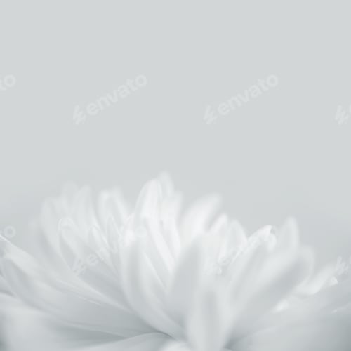 Preview: White Chrysanthemums In Blurred Style For Spa , Wedding And Cosmetic Concept Background