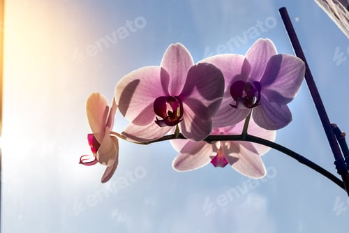 Preview: pink orchid on a window against a blue sky