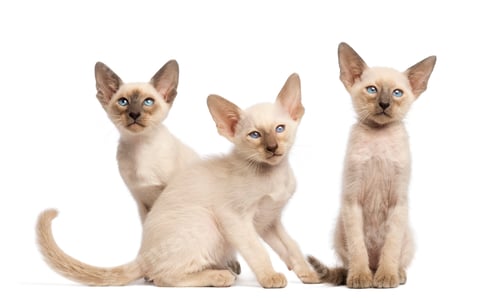 Preview: Three Oriental Shorthair kittens sitting and looking away against white background