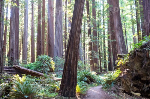 Preview: Summer forest