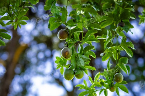 Preview: Passion fruit plant granadilla tree climbing vegetation Kenya East Africa