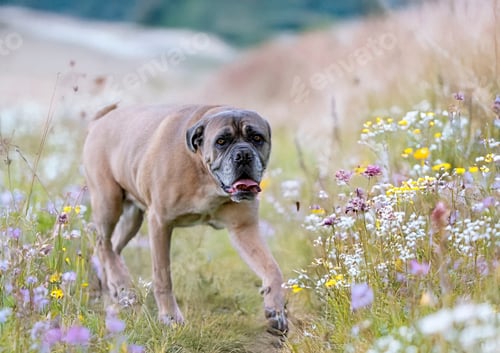 Dog Walking Through Meadow with Wildflowers