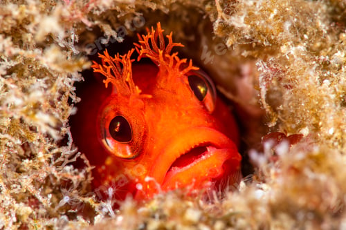 Preview: Red fringehead blenny
