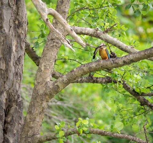 Preview: Stork-billed Kingfisher catches a big Channa Striata fish and flies over to the nearby tree branch