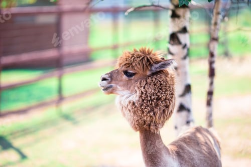 Preview: Portrait of a sweet white llama - alpaca