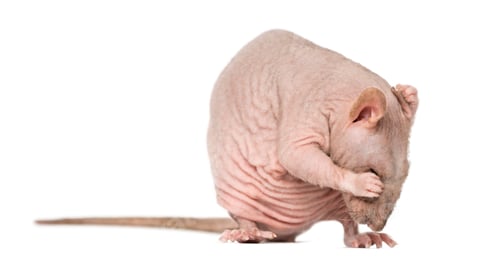 Preview: Hairless rat cleaning itself