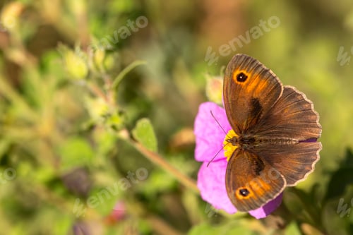 Preview: Butterfly on tropaeolum majus plant, Butterfly on tropaeolum majus plant