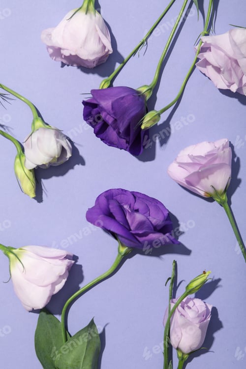 Preview: Beautiful, fresh flowers on a purple background.