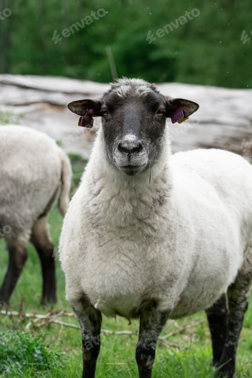 Preview: Photo of sheep in grass field