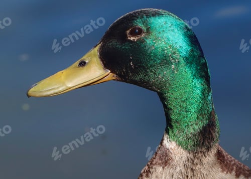 bird, duck, green, beak