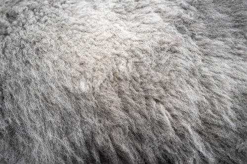 Preview: Soft alpaca wool. Valuable llama fur considered practically waterproof and non-allergenic