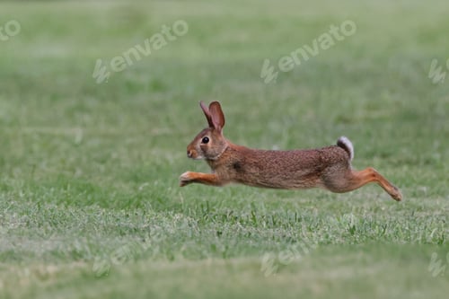 Preview: Rabbit leaping across a grassy field, captured mid-air on a sunny day