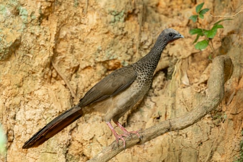 Preview: Colombian Chachalaca (Ortalis columbiana) Wild turkey on a tree branch in its natural habitat