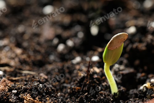 Preview: Little green seedling growing in soil, closeup. Space for text