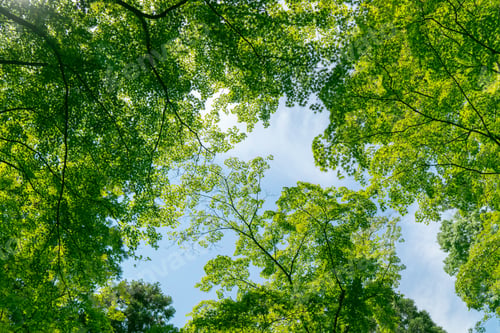 Preview: Green forest filled with the abundance of nature Ecological friendly environment concept
