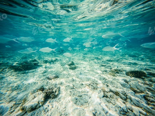 Preview: abstract underwater background of clear blue tropical sea