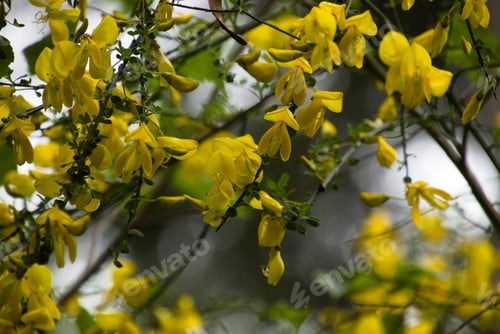 Preview: Vibrant yellow flowering tree standing against a blurred backdrop