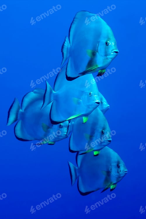 Preview: Circular Batfish, Red Sea
