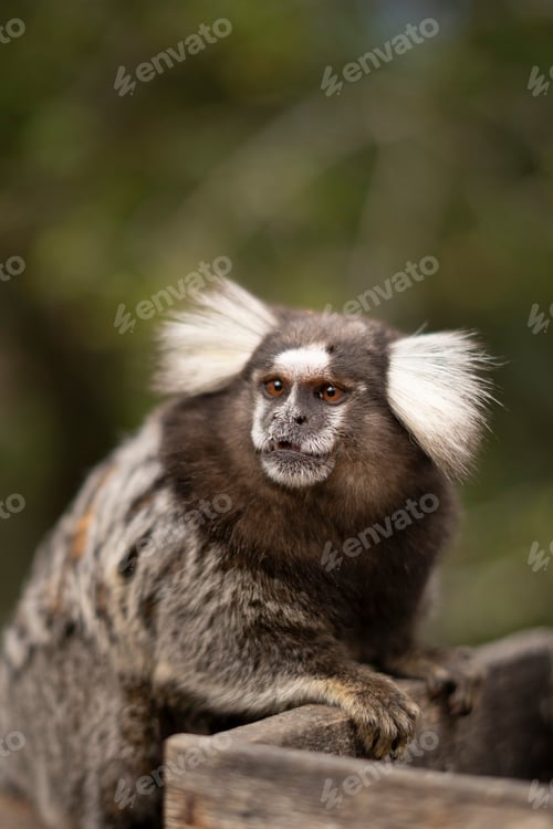 Preview: Monkey portrait in nature