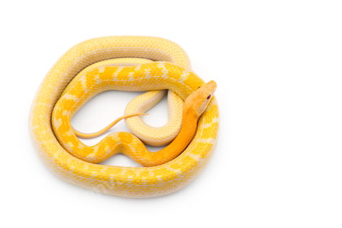 Preview: Beauty rat Snake albino isolated on white background