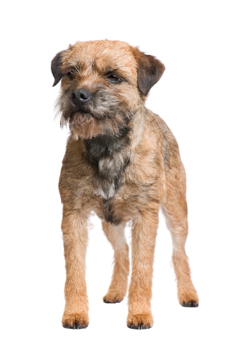 Preview: Border terrier