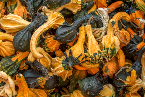 Preview: Assorted gourds