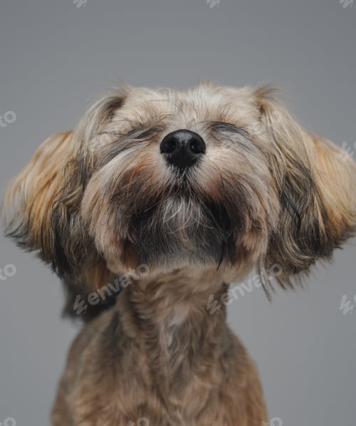 Preview: Portrait of small purebred doggy against gray background