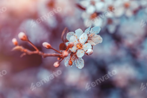 Preview: Cherry tree blossom