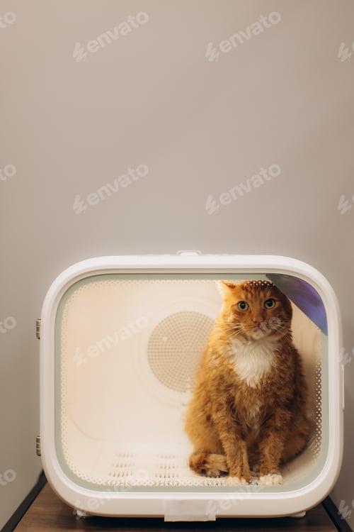 Preview: Ginger cat experiencing modern pet dryer technology
