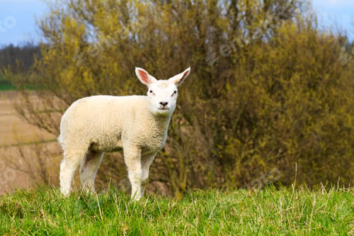 Preview: Newborn young lamb standing on a dike looking into the Dutch countryside on a beautiful spring day.
