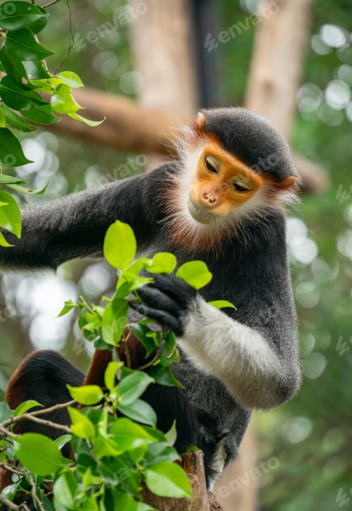 Preview: behavior of red shanked Douc Langur (Pygathrix nemaeus)