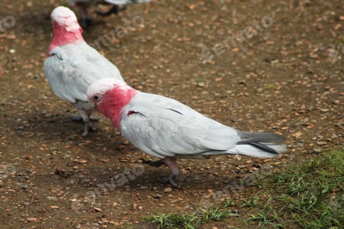 Preview: bird, cockatoo galah, parrot, pet