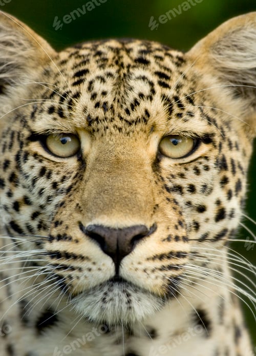 Preview: Leopard in the serengeti national reserve
