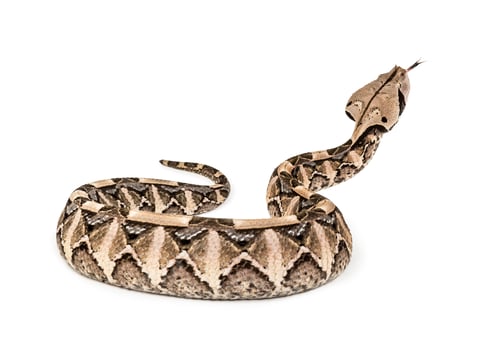 Preview: Bitis gabonica, Gaboon viper , Bitis gabonica, is a viper species, venomous against white background