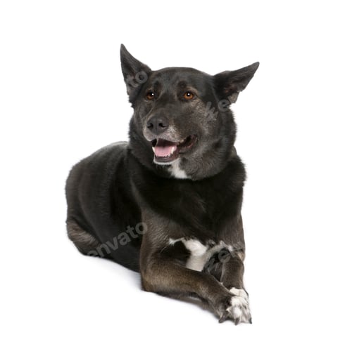 Preview: Mixed breed dog between a Husky and a Shepherd, 5 years old, sitting in front of white background