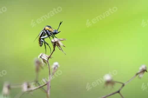 Preview: an insect of the type of fly that has the name toxophora