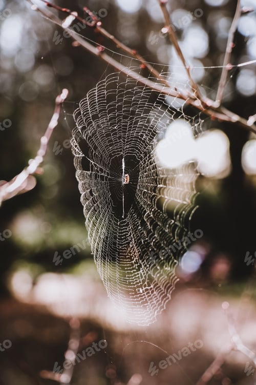 Preview: Spider round spider web on branches on a sunny day in spring.